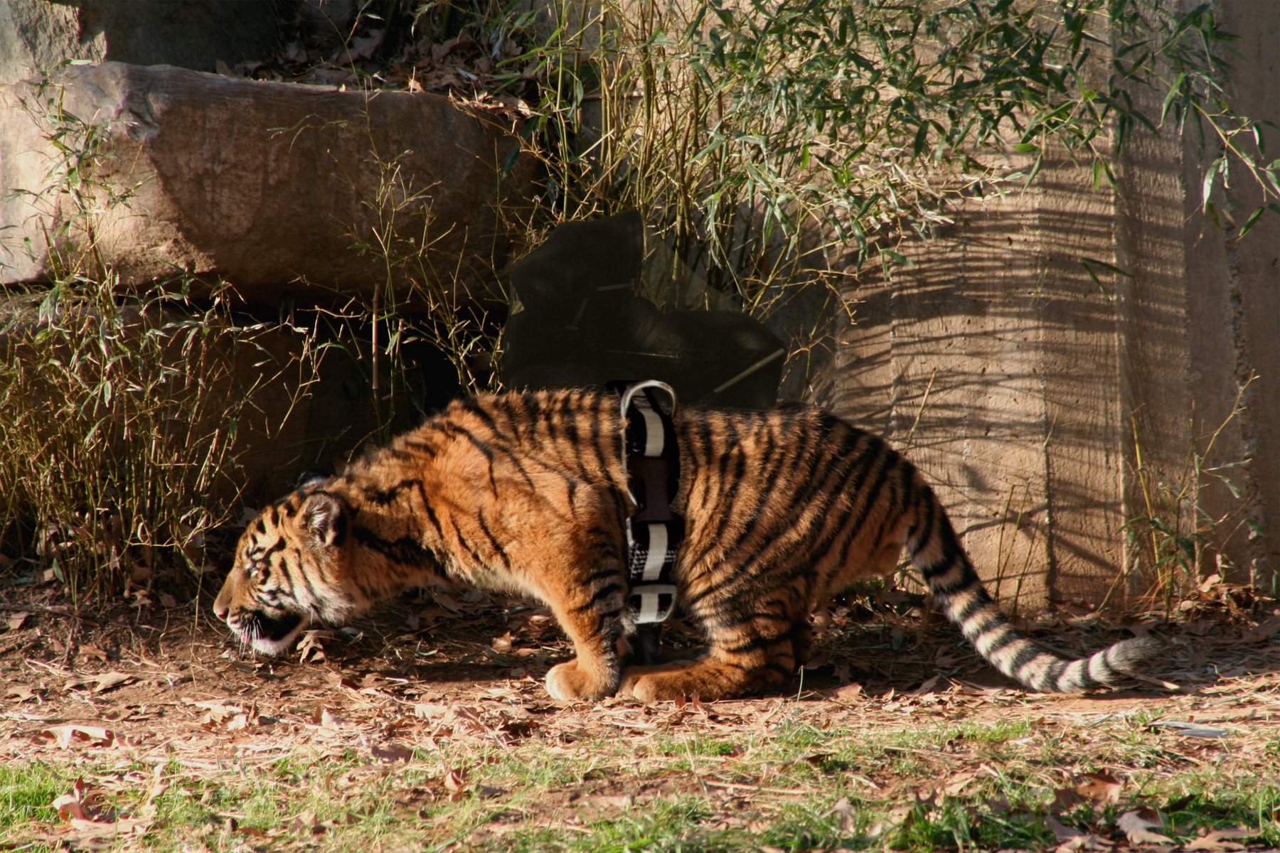 Photoshop Design by GeneralleyCool for DesignCrowd (Community Contests) | Design #8998899