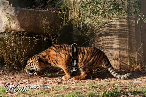 Photoshop Design by GeneralleyCool