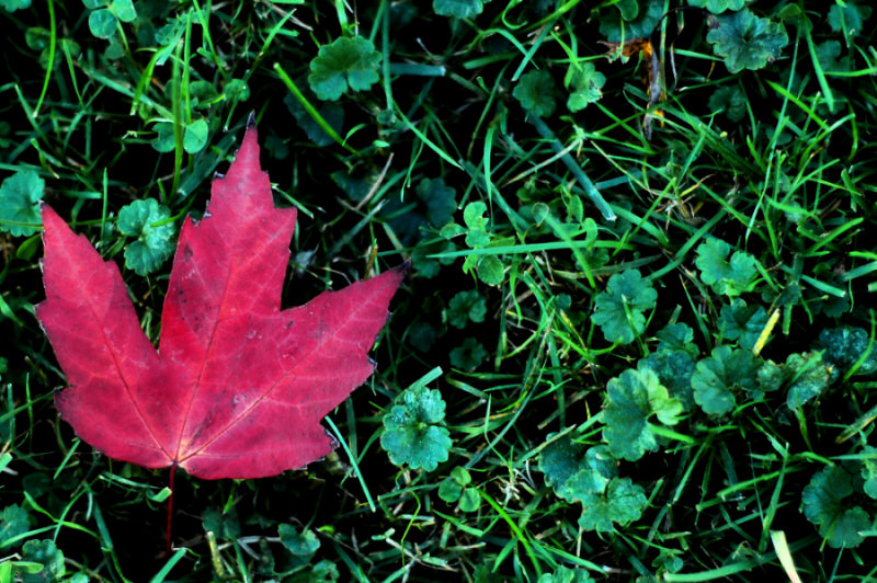 Photography by InherentHorizon for DesignCrowd (Community Contests) | Design #8995157