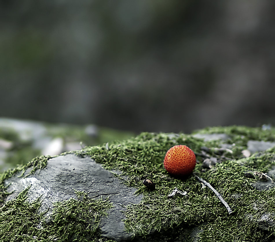 Photography by damas100 for DesignCrowd (Community Contests) | Design #8995160