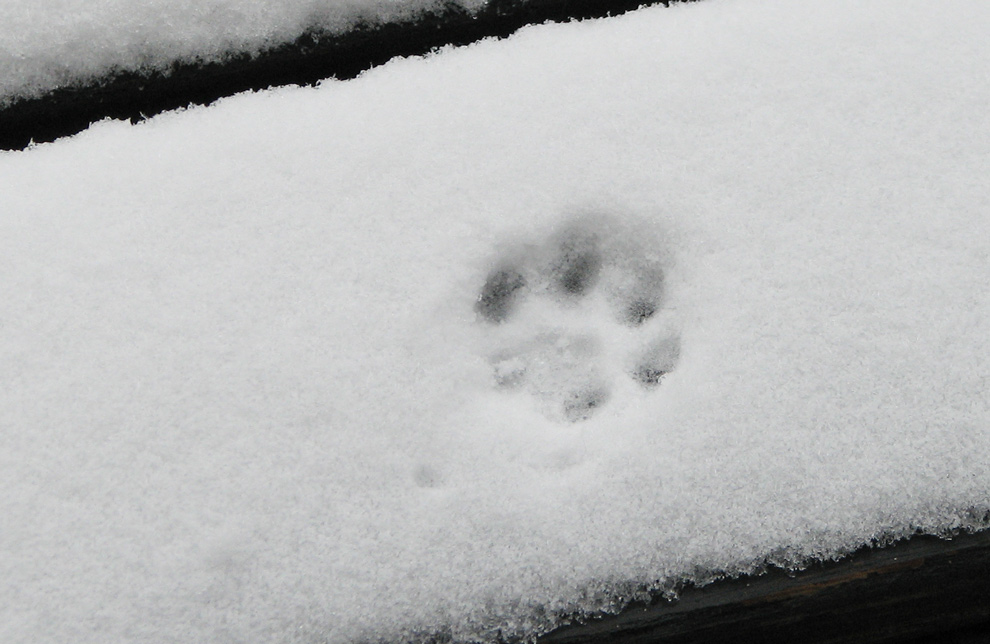 Photography by carpwoman for DesignCrowd (Community Contests) | Design #8996621