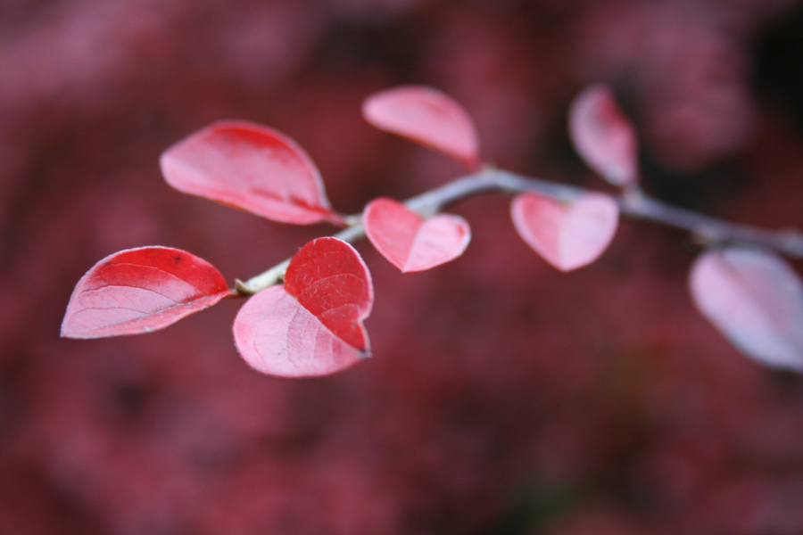 Photography by VeeZee for DesignCrowd (Community Contests) | Design #8995182