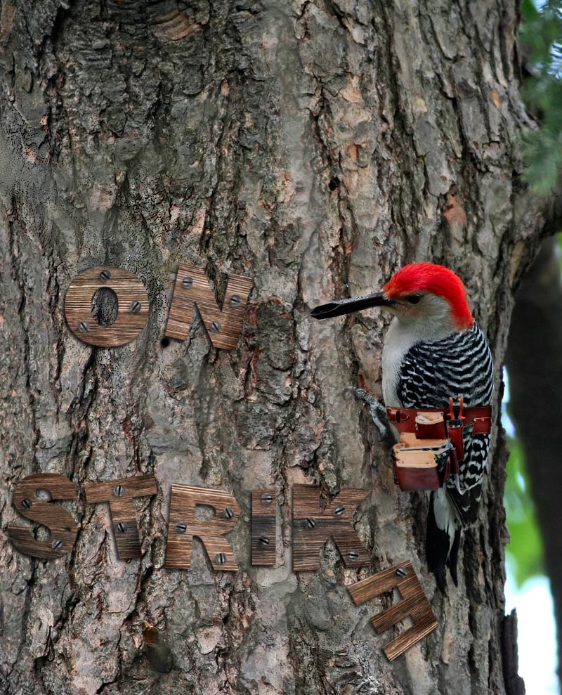 Photoshop Design by loutremauve for DesignCrowd (Community Contests) | Design #8997709