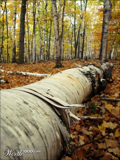 Photography by wviperw