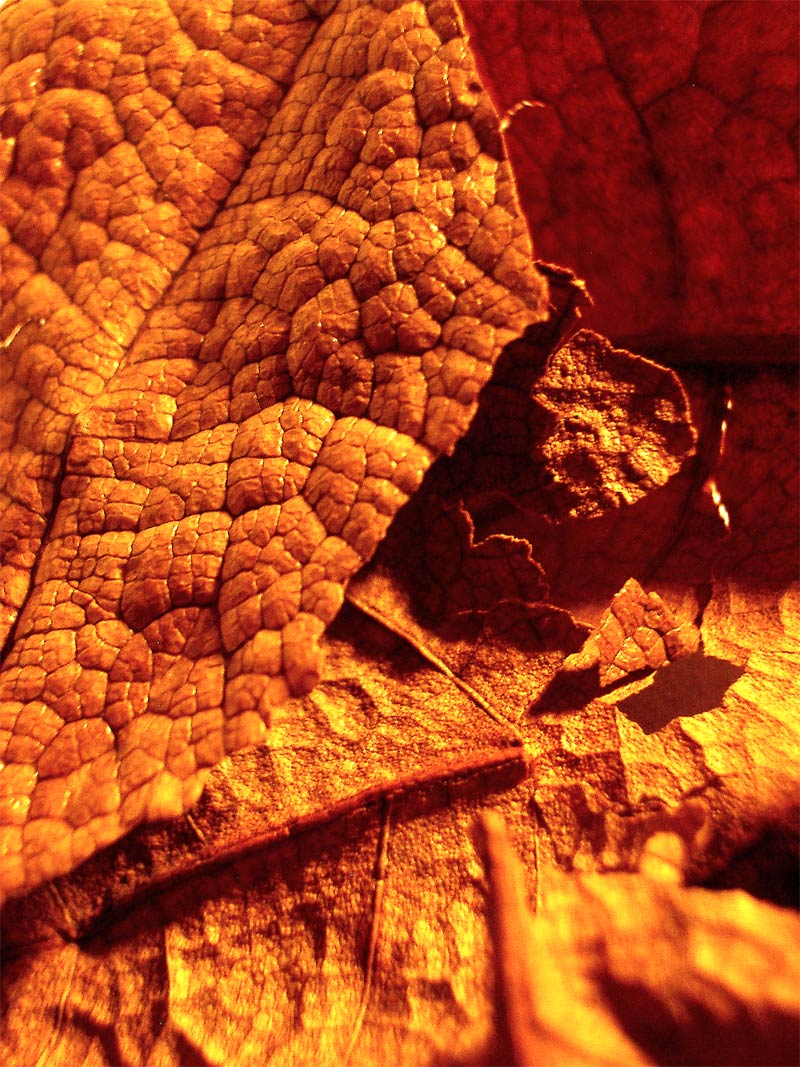 Fotografie von francodr für DesignCrowd (Community Contests) | Design #8995227