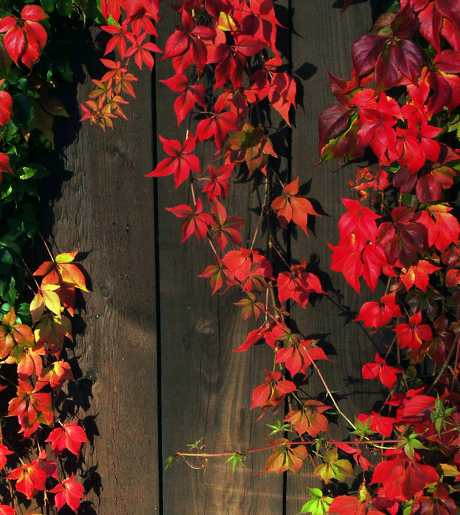 Photography by splong for DesignCrowd (Community Contests) | Design #8995204