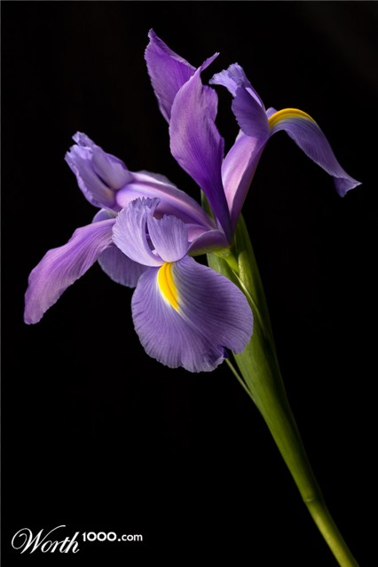 Photography by terids