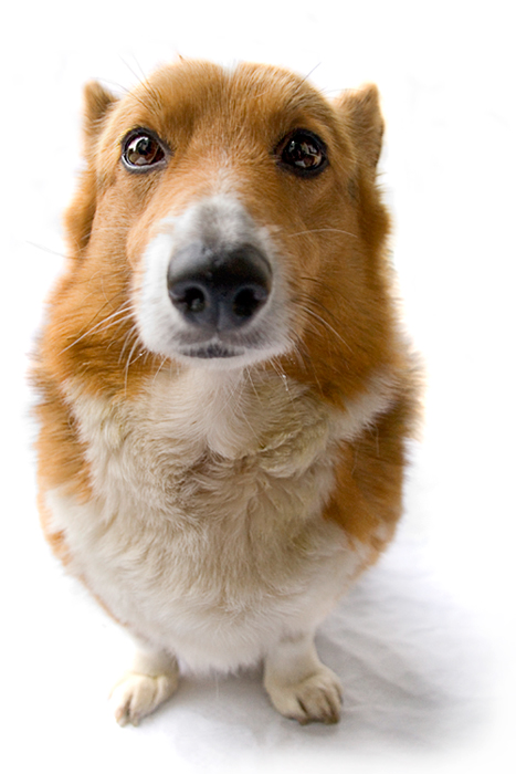 Fotografía por Marian para DesignCrowd (Community Contests) | Diseño #8996645