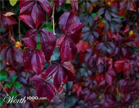 Photography by NatashaP