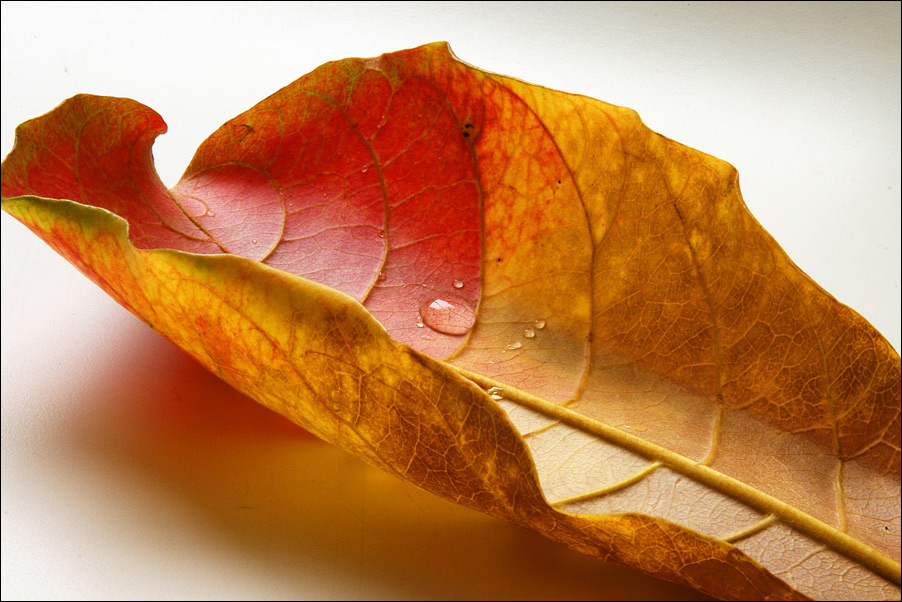 Photography by Pr4ktic for DesignCrowd (Community Contests) | Design #8995198