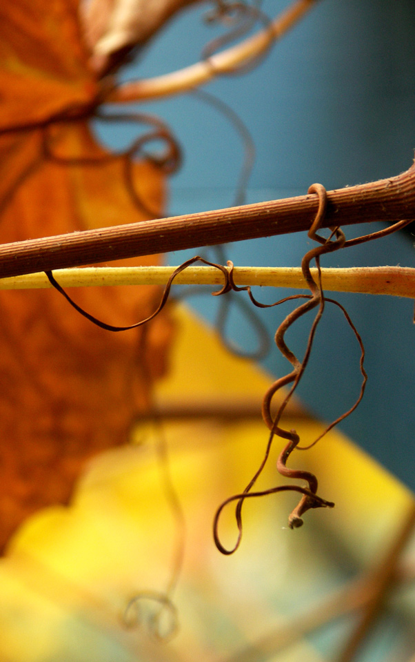 Photography by ruxa2na for DesignCrowd (Community Contests) | Design #8995265