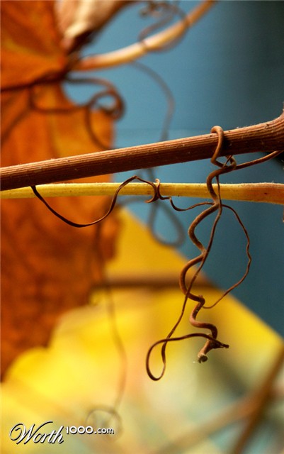 Photography by ruxa2na