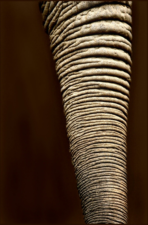 Photographie par Juicer pour DesignCrowd (Community Contests) | Design #8996737