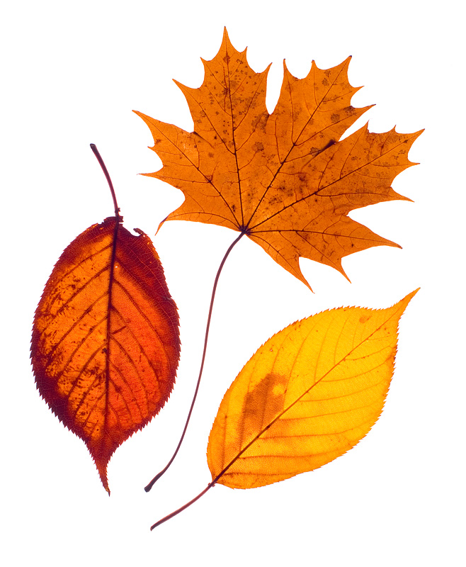 Photography by SigloV for DesignCrowd (Community Contests) | Design #8995251