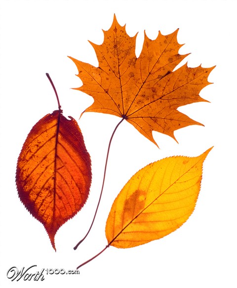 Photography by SigloV