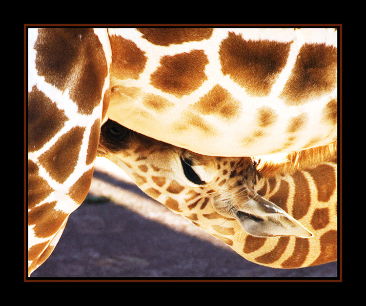 Photography by cshutt for DesignCrowd (Community Contests) | Design #8996813