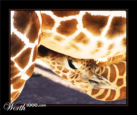 Photography by cshutt