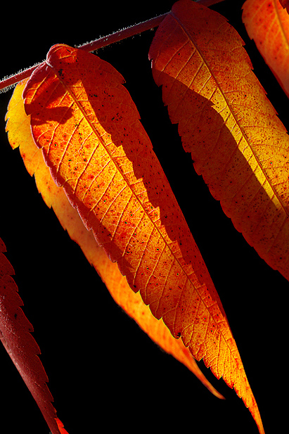 Photographie par Darrell54 pour DesignCrowd (Community Contests) | Design #8995261