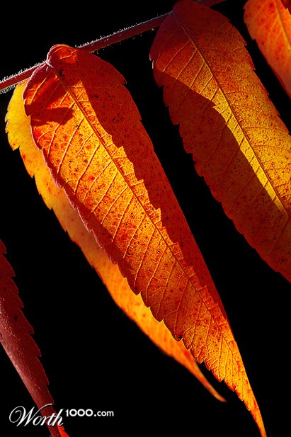 Photography by Darrell54