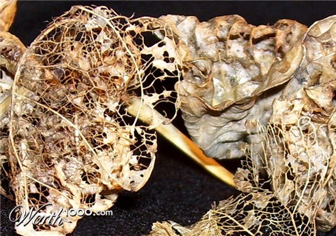 Photography by ClickChick