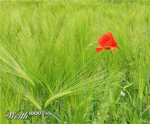 Photography by sorinj
