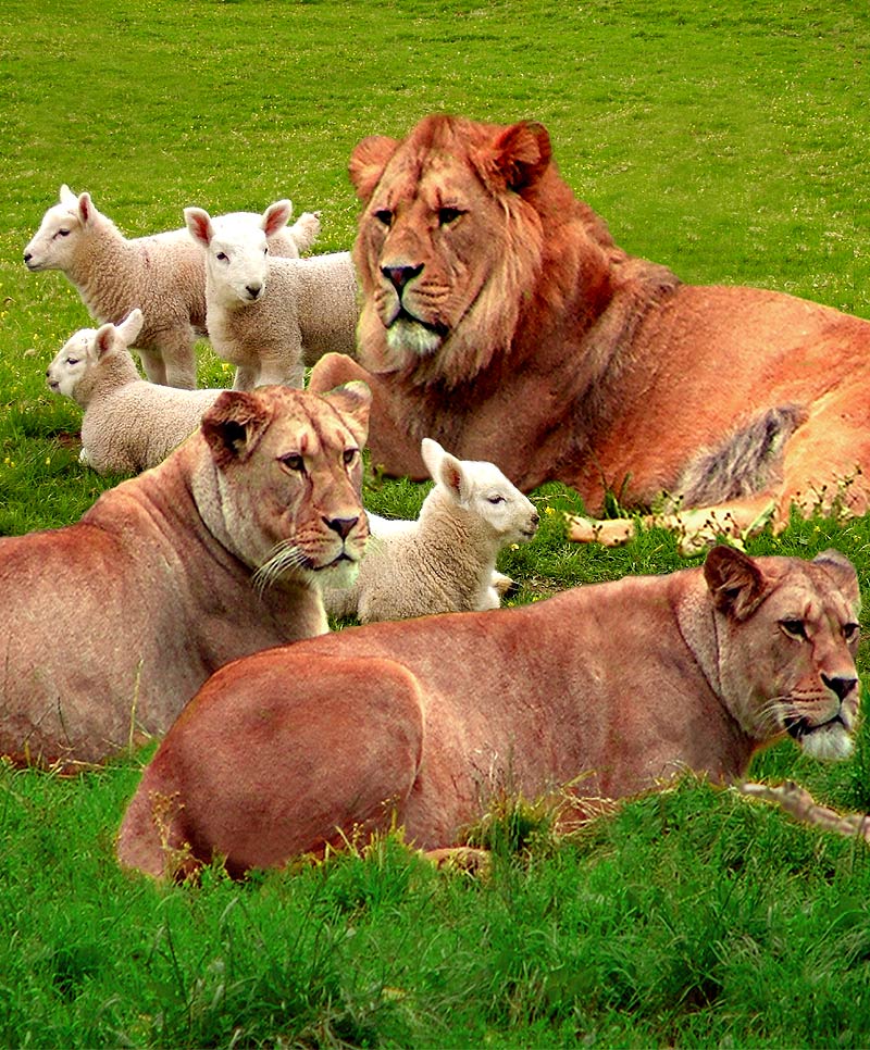 Photoshop Design by Mattagin for DesignCrowd (Community Contests) | Design #8996808