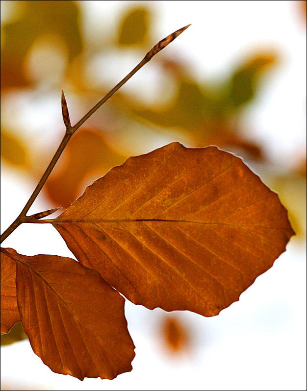 Photography by cl_UK for DesignCrowd (Community Contests) | Design #8995246