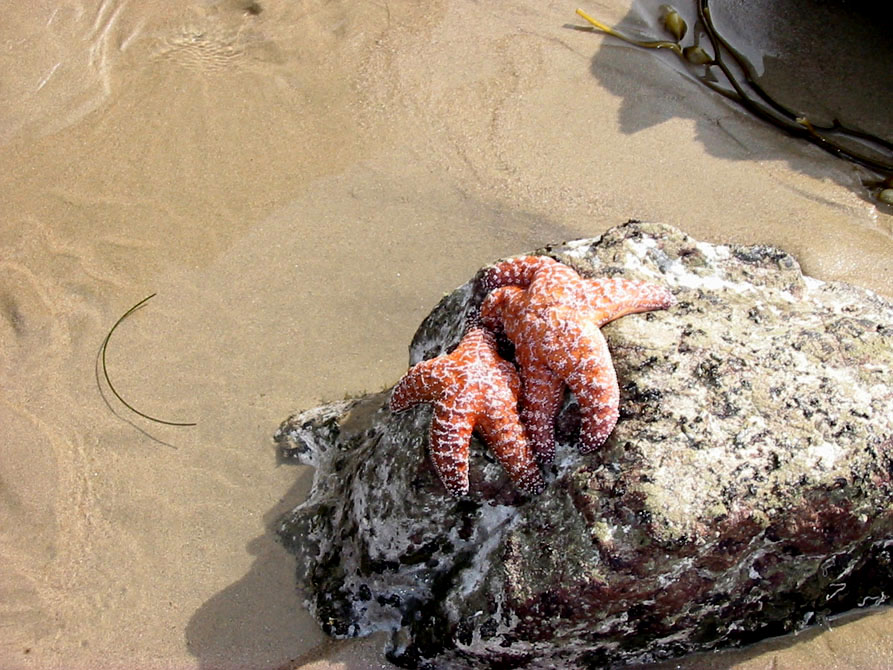 Photography by ClickChick for DesignCrowd (Community Contests) | Design #8994191