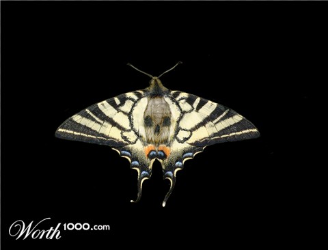 Photoshop Design by Bossco