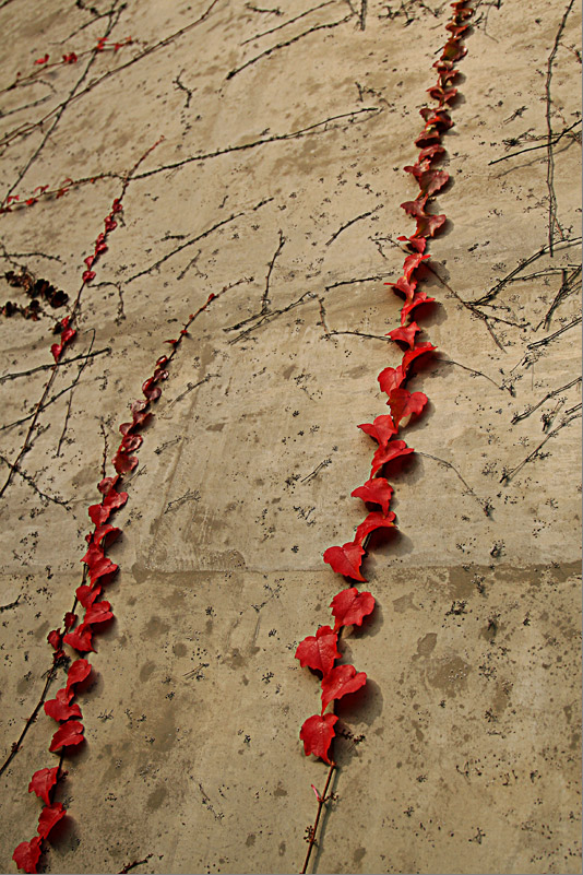 Photography by whlutz for DesignCrowd (Community Contests) | Design #8994237