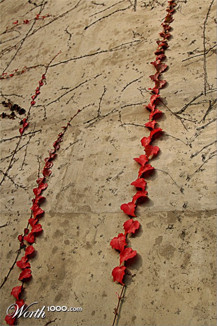 Photography by whlutz