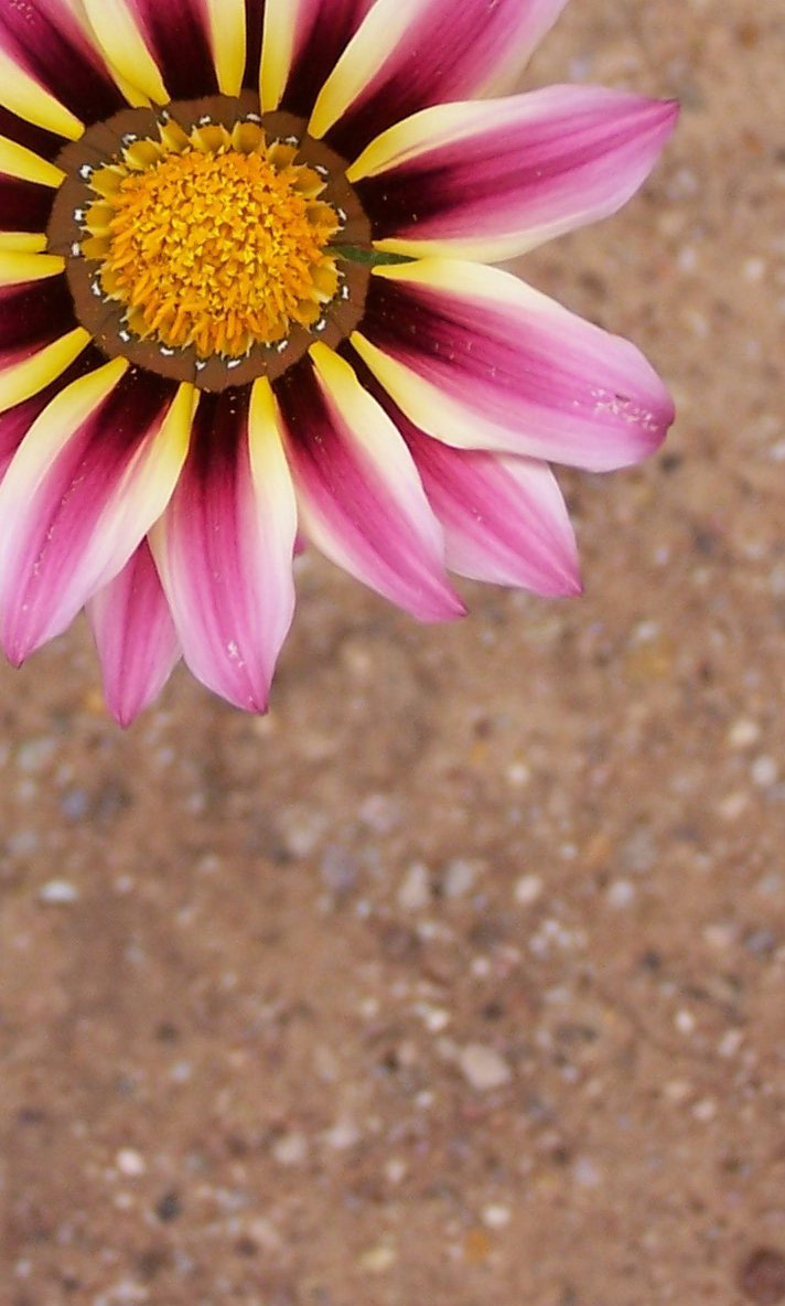 Photographie par LunaStone pour DesignCrowd (Community Contests) | Design #8994301