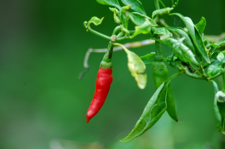 Photography by kalyangantait for DesignCrowd (Community Contests) | Design #8994246