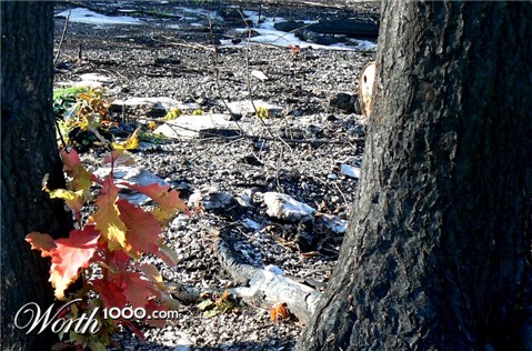 Photography by Megistus