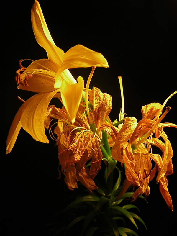 Fotografie von holdenzgz für DesignCrowd (Community Contests) | Design #8999096