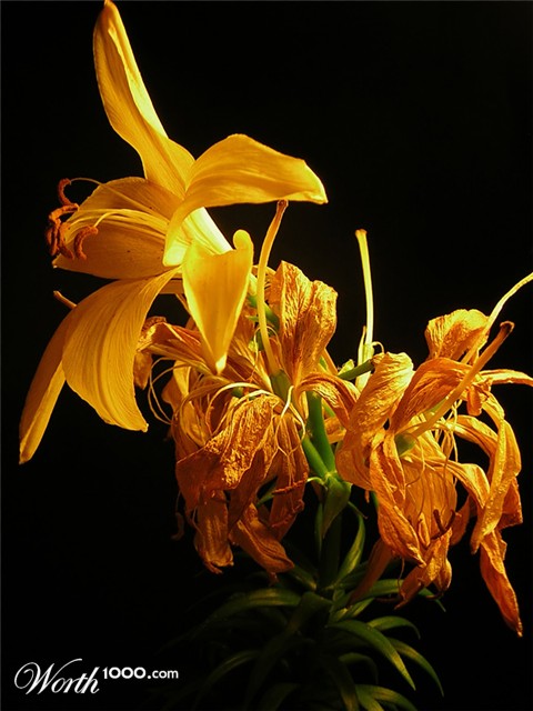 Photography by holdenzgz