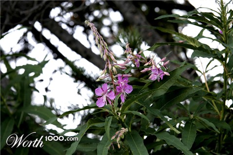 Photography by bluberry098