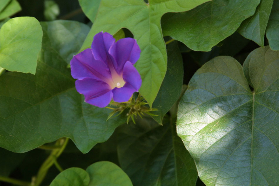 Photographie par mhcork pour DesignCrowd (Community Contests) | Design #8994352