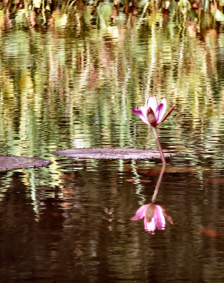 Fotografía por Suziecuchon para DesignCrowd (Community Contests) | Diseño #8997863