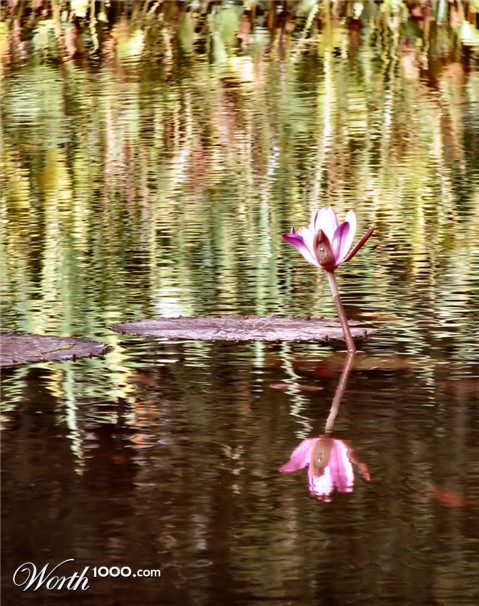 Photography by Suziecuchon