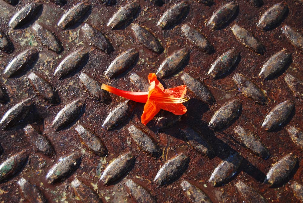 Photography by ivybabydoll for DesignCrowd (Community Contests) | Design #8994349