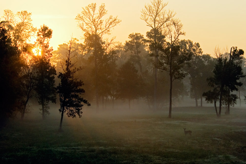 Photography by Fishcat for DesignCrowd (Community Contests) | Design #8994649