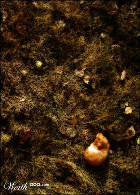 Photography by mennufer