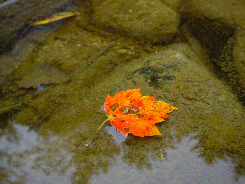 Photographie par MothnFlame pour DesignCrowd (Community Contests) | Design #8994326