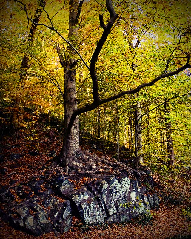 Photography by blurmore for DesignCrowd (Community Contests) | Design #8994783