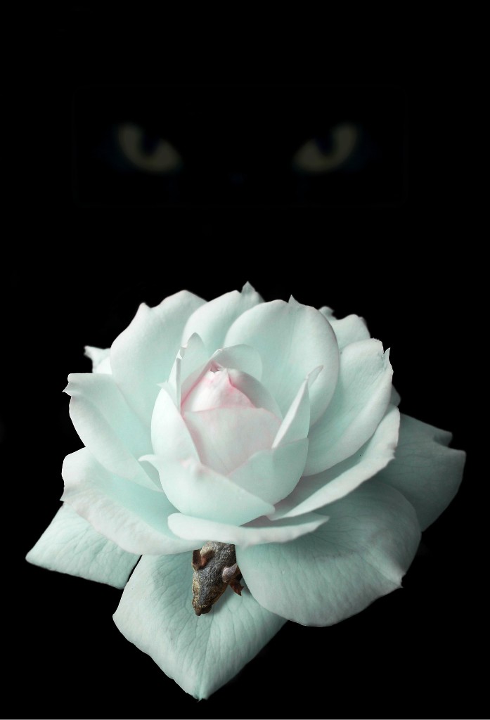 Photoshop Design by liberty2007crusader for DesignCrowd (Community Contests) | Design #8998780