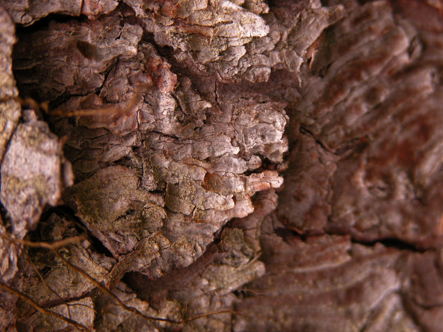 Photograph Submission for 'Intermediate: Rough' Contest | Design #8994984