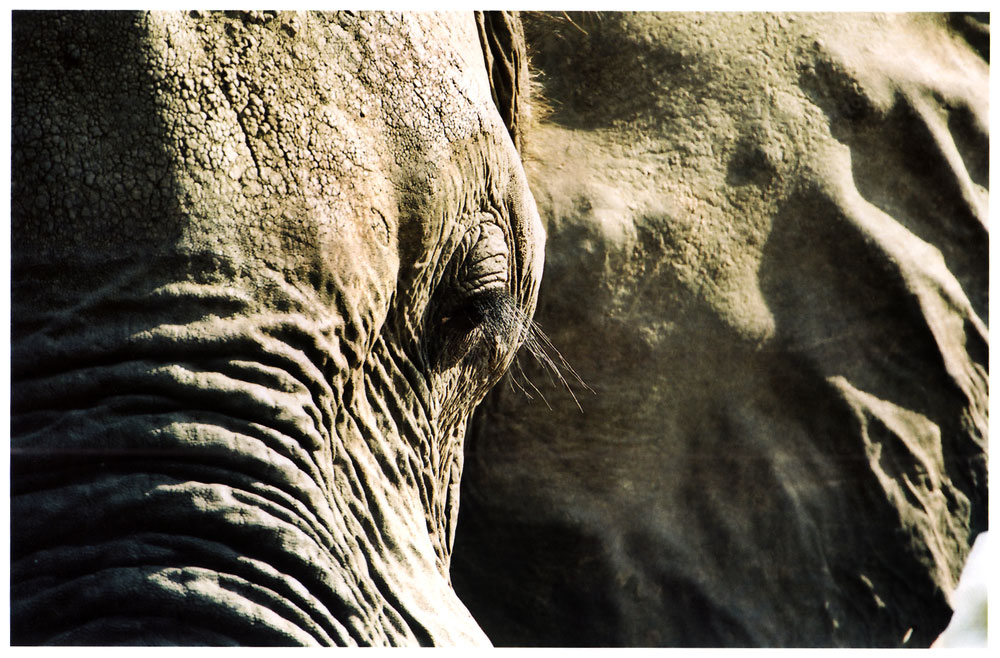 Photography by skipperw for DesignCrowd (Community Contests) | Design #8994996