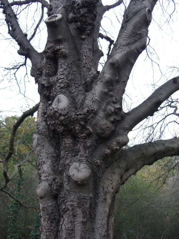 Fotografie von monkeyface88 für DesignCrowd (Community Contests) | Design #8995000