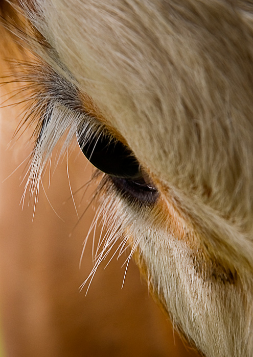 Fotografía por Marian para DesignCrowd (Community Contests) | Diseño #8996218